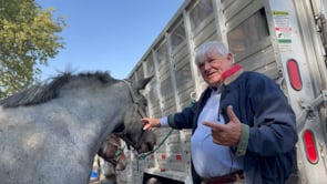 American Brabant Draft Horse Disposition