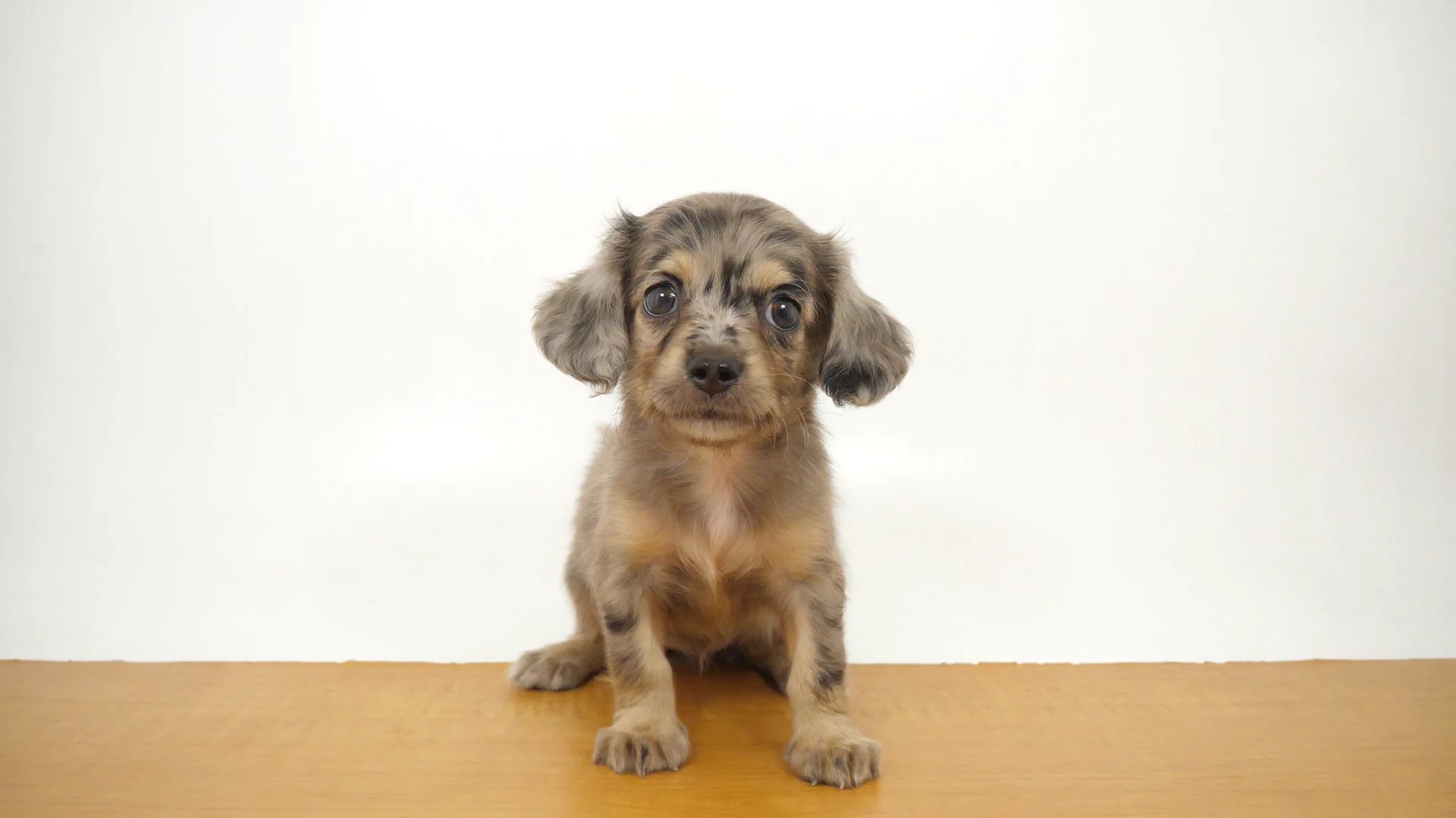 【ほ76】クリスタル　ネズミ、犬 s_IMG_9663.jpg