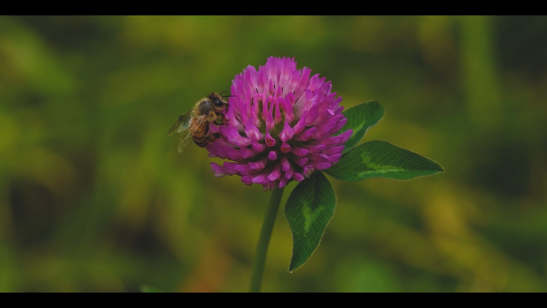 Chacra Flor de Iso - L'apiculture autrement