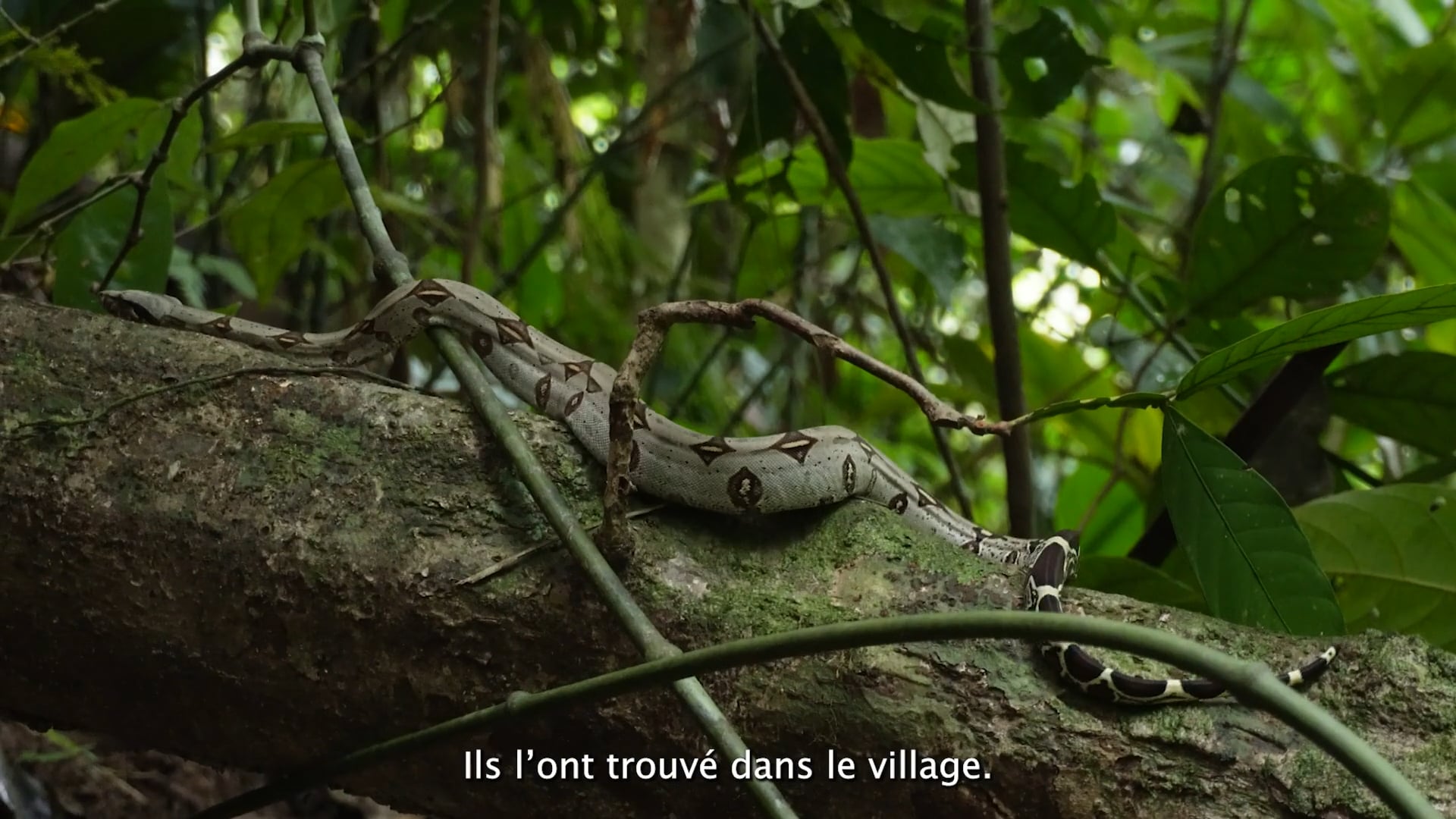 Un refuge au coeur de la forêt tropicale