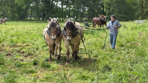 Brush Creek Plow Day 2025