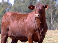 Lote 01