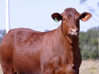 Lote 02