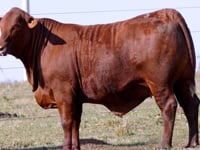 Lote 03