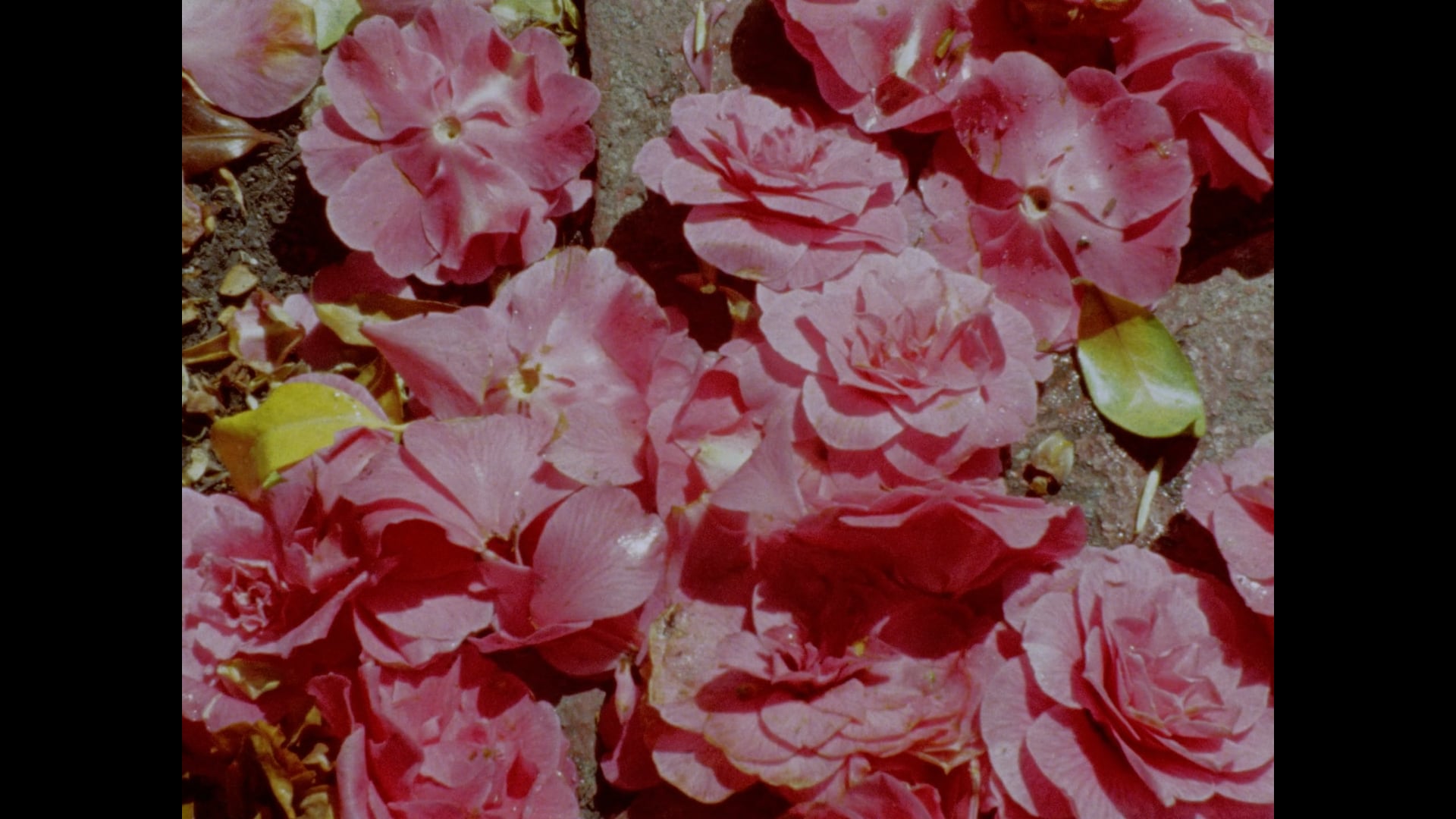 Bloom