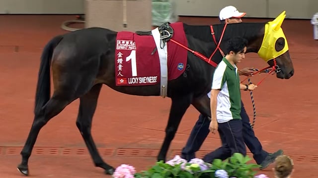 Lucky Sweynesse (NZ)  | Where Winning Begins