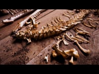 The Skeletal System in Reflexology Course