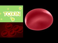 The Lymphatic System in Reflexology Course