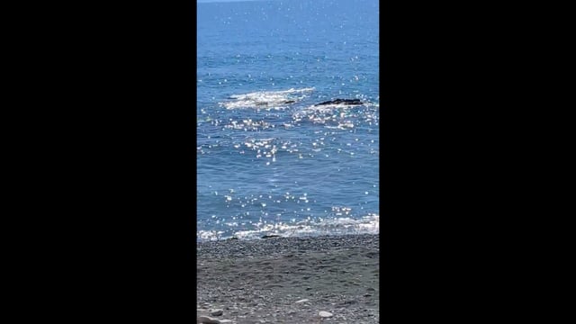 Κρήτη: Θαλάσσιο θηλαστικό  ίσως Ζιφιός εγκλωβισμένο ακτή του Καλυκοβρέχτη 25-9-2025
