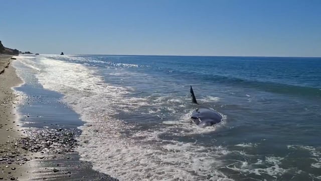Κρήτη: Νεκρό θαλάσσιο θηλαστικό στην παραλία στον Κερατόκαμπο 25-9-2025