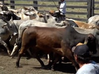 Lote 32
