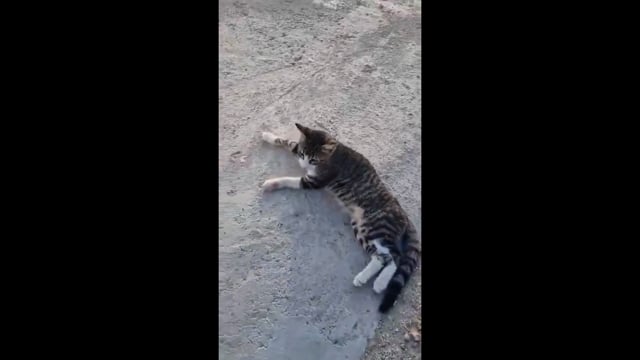Με υδροθεραπεία φροντίζουν γάτα που βρέθηκε παράλυτη να σέρνεται στη Μύκονο 11-9-2025