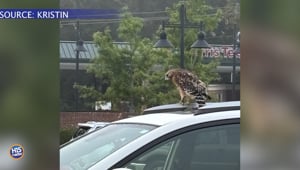 The Strangest Thing(s) You've Found On Your Car