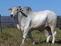 Lote 01
