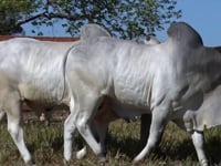 Lote 02