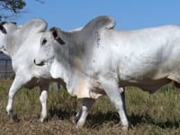 Lote 03