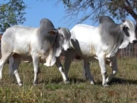 Lote 04