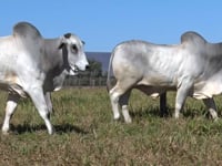Lote 05