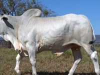 Lote 06