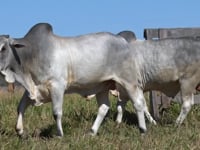 Lote 07