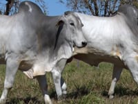 Lote 09