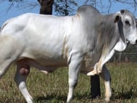 Lote 11