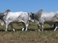 Lote 20