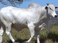 Lote 21