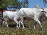 Lote 25