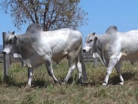 Lote 27