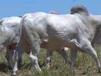 Lote 34