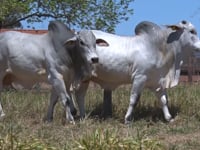 Lote 35