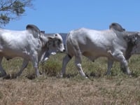 Lote 39