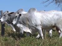 Lote 44