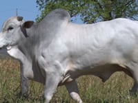 Lote 46