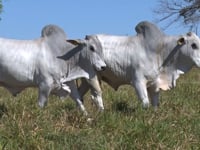 Lote 48