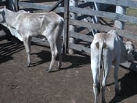 Lote 19