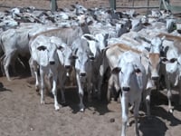 Lote 21
