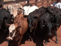 Lote 35