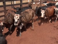 Lote 34
