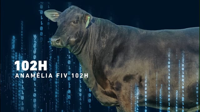 LOTE 01 - Anamélia 102H