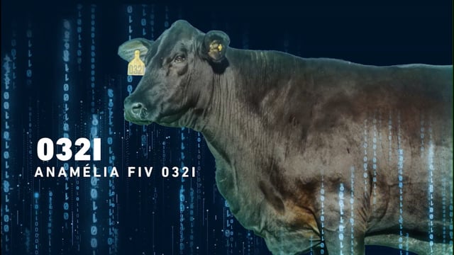 LOTE 11 - Anamélia FIV 032