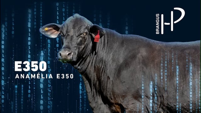 LOTE 10 - Anamélia E350