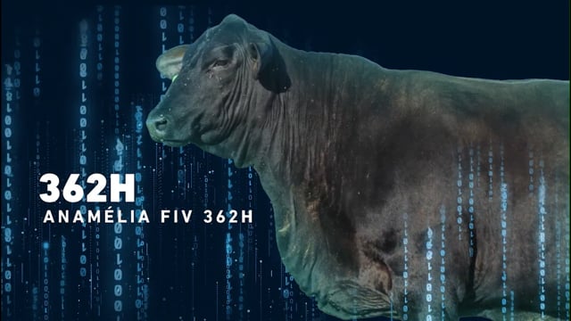 LOTE 09 - Anamélia FIV 362H