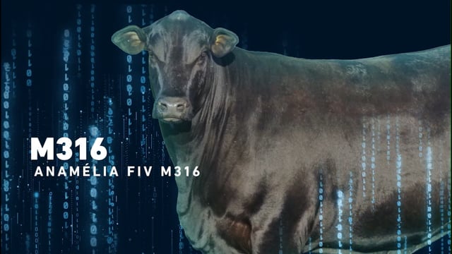 LOTE 08 - Anamélia FIV M316
