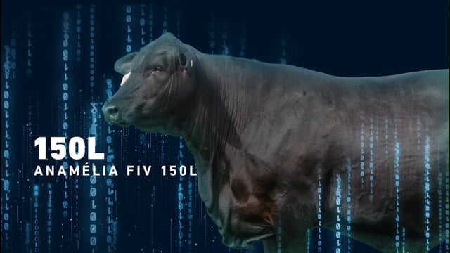 LOTE 07 - Anamélia 150L