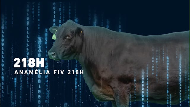 LOTE 02 - Anamélia 218H