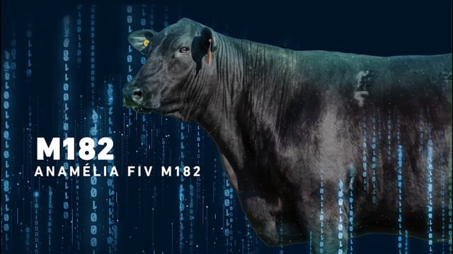 LOTE 15 - Anamélia M182