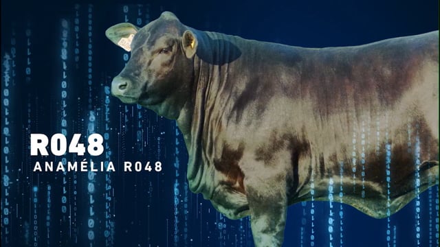 LOTE 14 - Anamélia R048