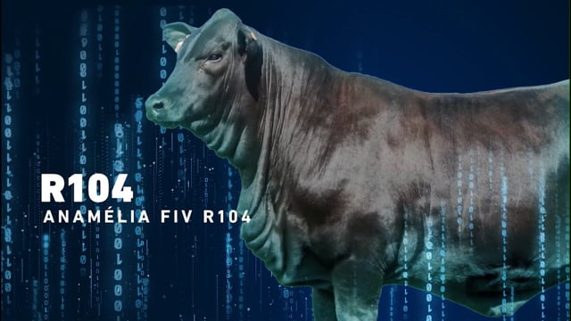 LOTE 13 - Anamélia FIV R104